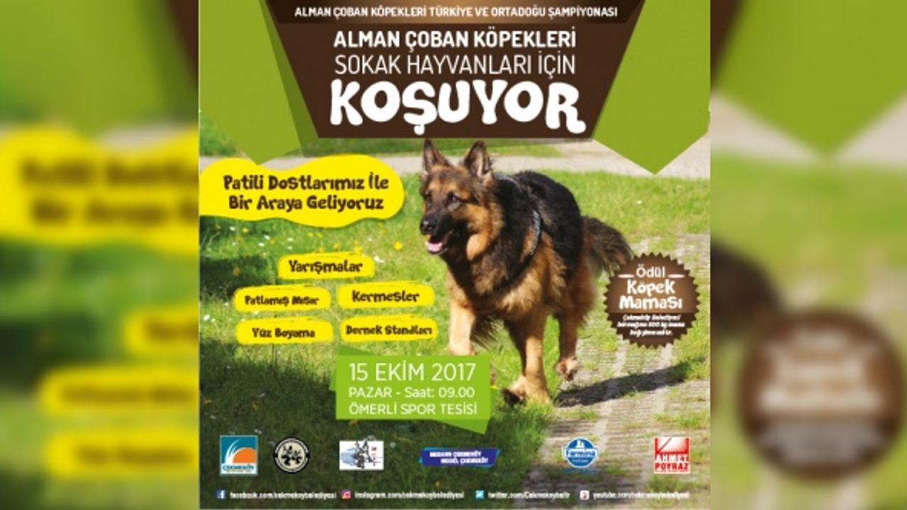 ALMAN ÇOBAN KÖPEKLERİ SOKAK HAYVANLARI İÇİN KOŞUYOR