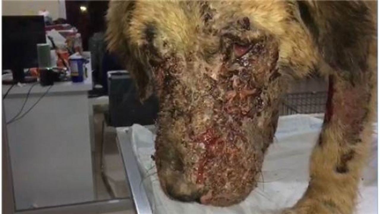 Kimyasal Maddeyle Yaralanan Köpek Tedavi Altına Alındı