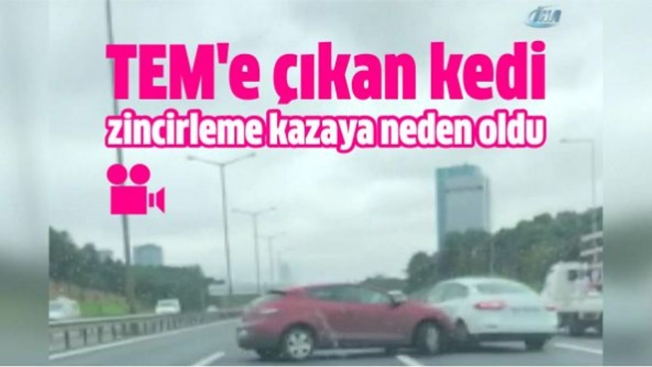 TEM'e çıkan kedi zincirleme kazaya neden oldu