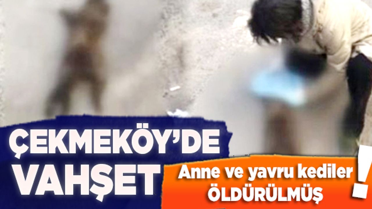 Çekmeköy'de vahşet!  Anne ve yavru kediler öldürülmüş halde bulundu