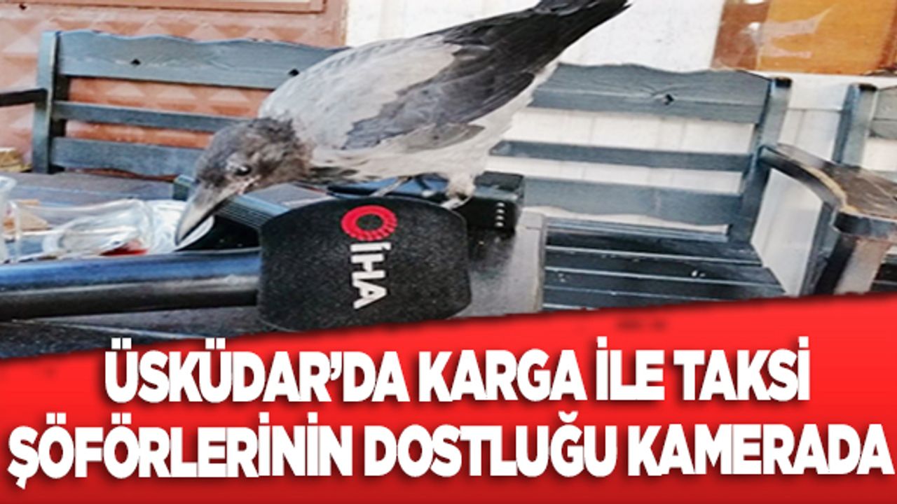 Üsküdar'da karga ile taksi şoförlerinin dostluğu kamerada