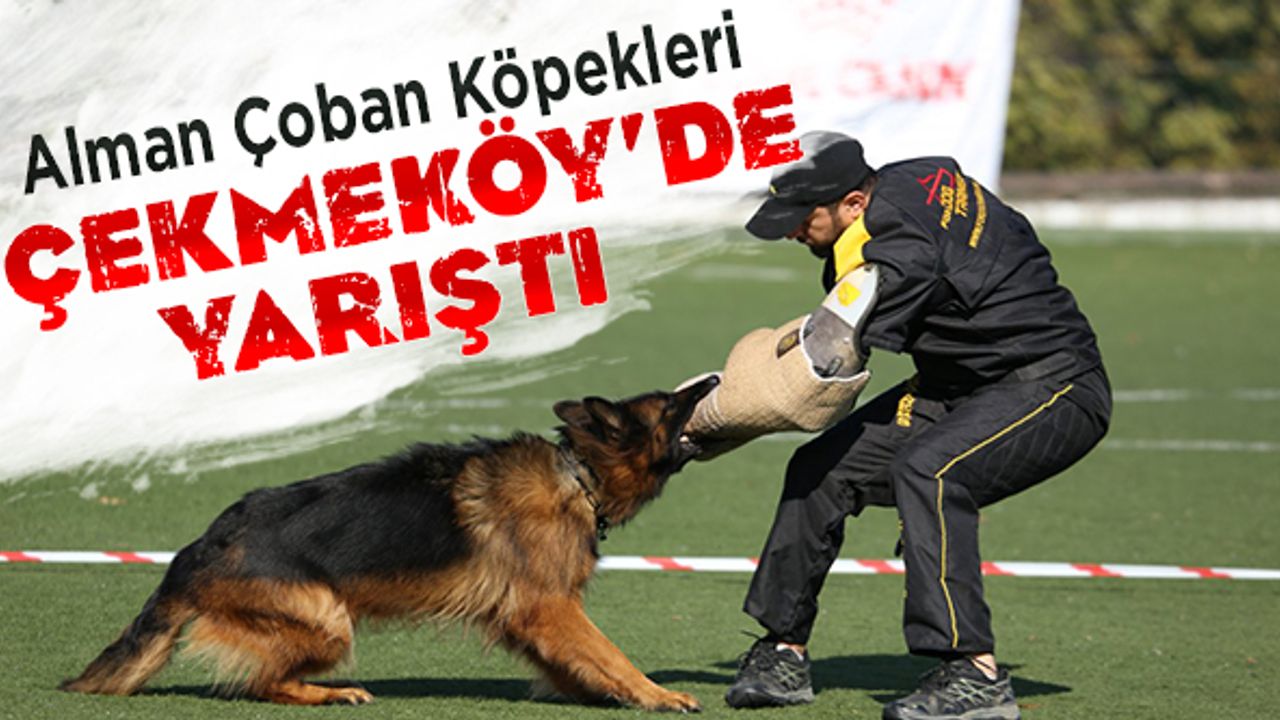 Alman çoban köpekleri Çekmeköy'de yarıştı