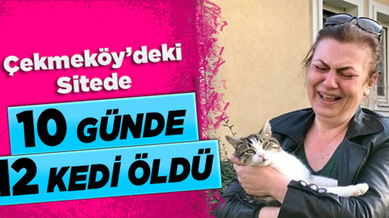 Çekmeköy’deki sitede 10 günde 12 kedi öldü