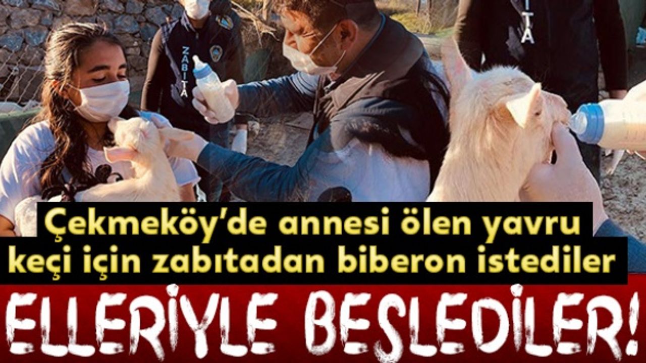 Çekmeköy'de annesi ölen yavru keçi için zabıtadan biberon istediler