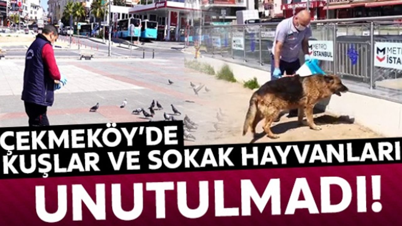 Çekmeköy'de kuşlar ve sokak hayvanları unutulmadı