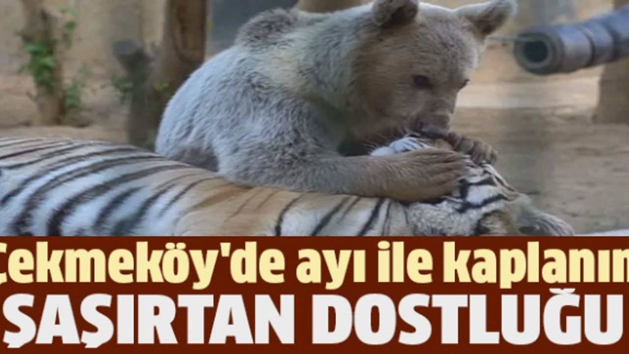 Çekmeköy'de ayı ile kaplanın şaşırtan dostluğu