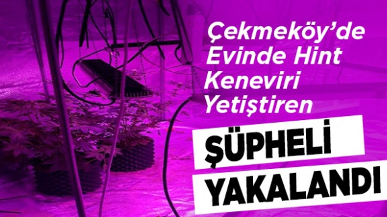 Çekmeköy'de evinde Hint keneviri yetiştiren şüpheli yakalandı