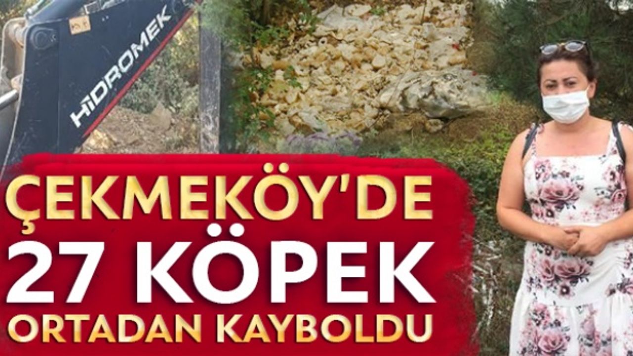 Çekmeköy'de 27 köpek ortadan kayboldu