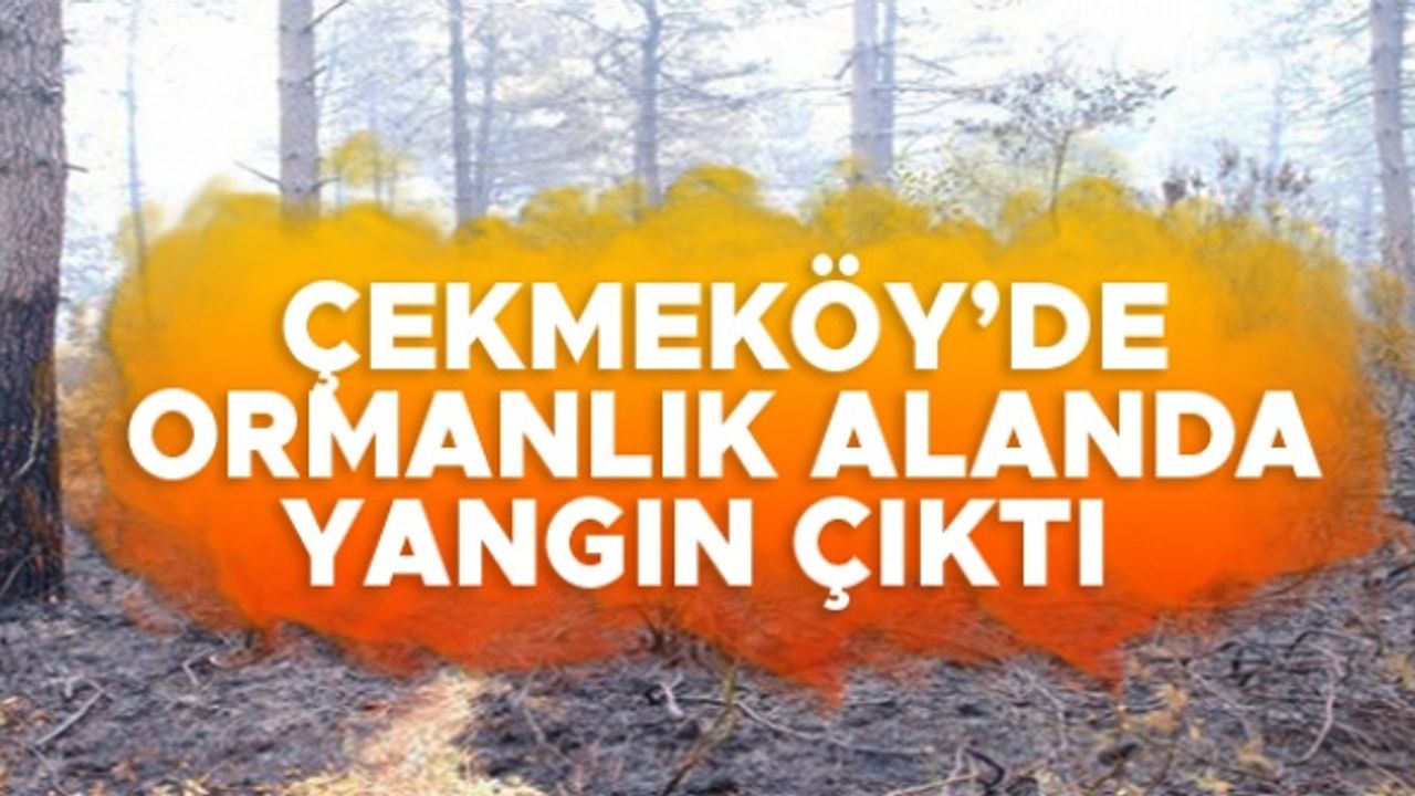 Çekmeköy'de ormanlık alanda yangın çıktı