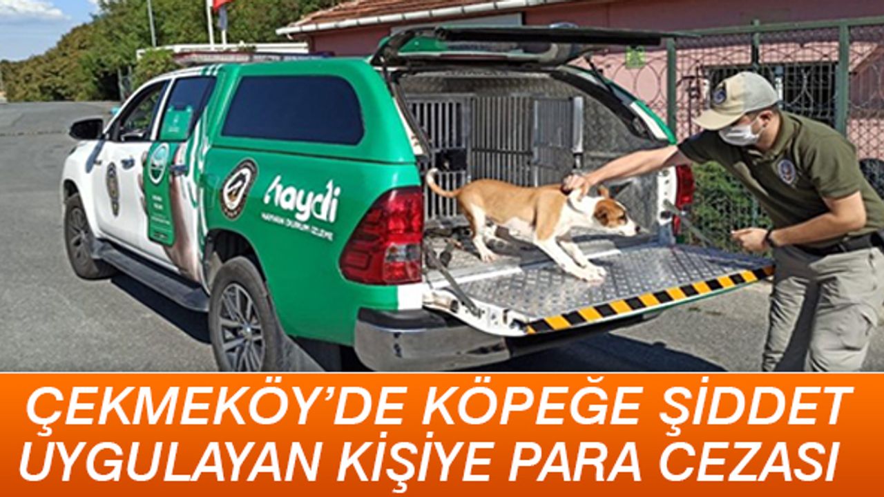 Çekmeköy'de köpeğe şiddet uygulayan kişiye para cezası