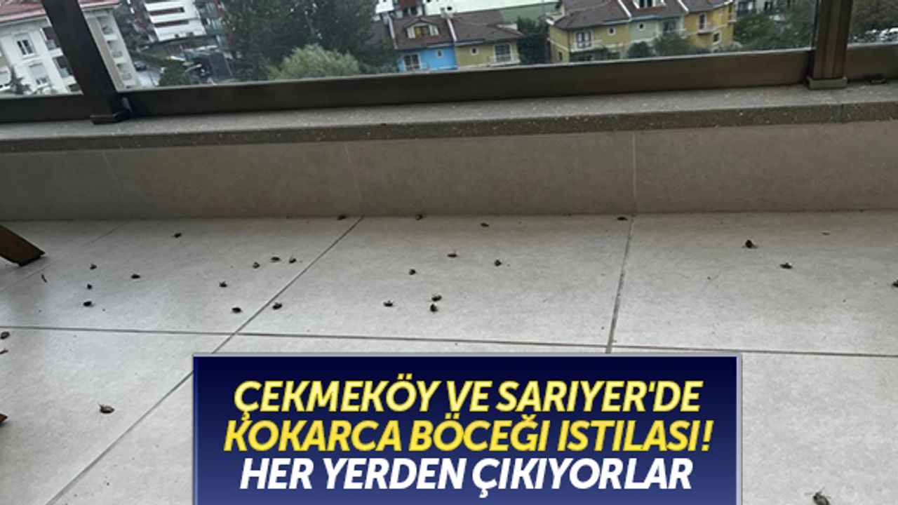 Çekmeköy ve Sarıyer'de kokarca böceği istilası! Her yerden çıkıyorlar
