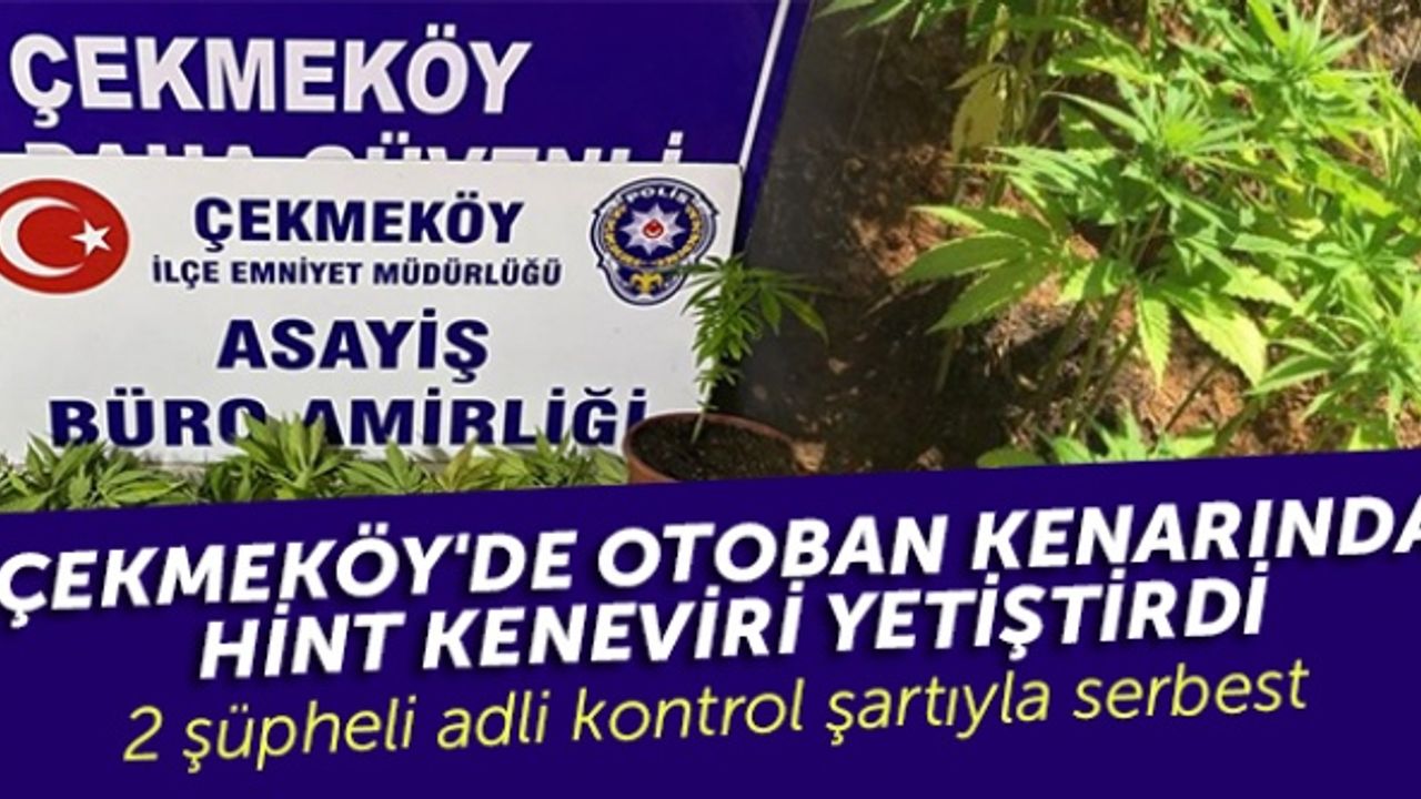 Çekmeköy'de otoban kenarında Hint keneviri yetiştiren 2 şüpheli adli kontrol şartıyla serbest