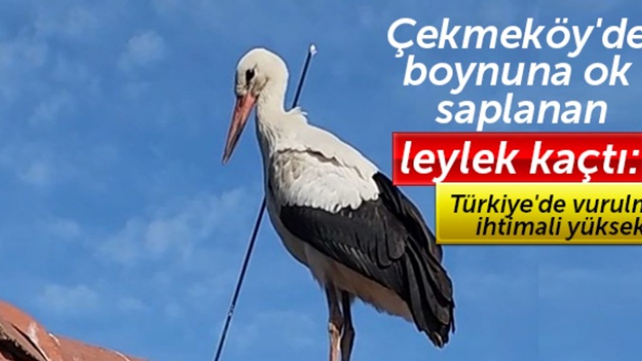 Çekmeköy'de boynuna ok saplanan leylek kaçtı: Türkiye'de vurulma ihtimali yüksek