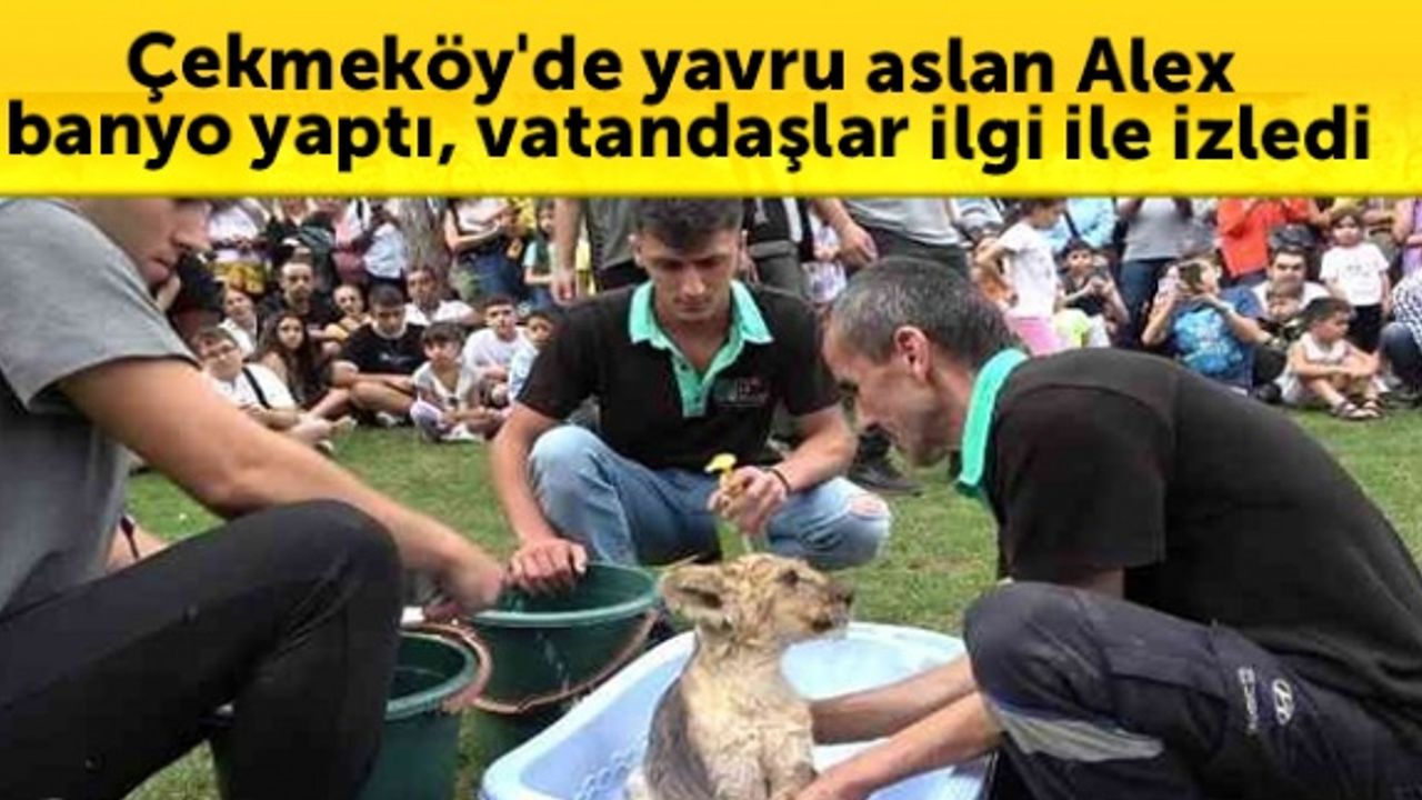 Çekmeköy'de yavru aslan Alex banyo yaptı, vatandaşlar ilgi ile izledi