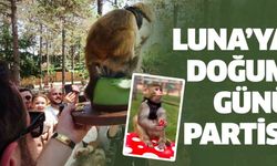 Maymun Luna'ya Doğum Günü Partisi