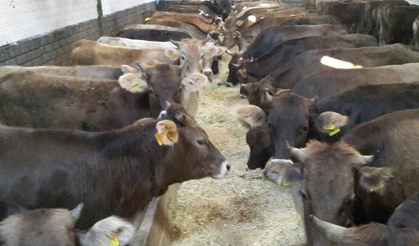 Kurban Satışları başladı